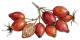 Rosehip Seed Oil