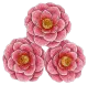 Camellia Seed Oil