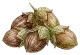 Jojoba Seed Oil
