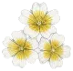 Meadowfoam Seed Oil