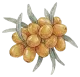 Sea Buckthorn Fruit Oil